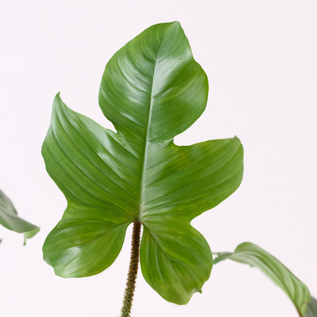 Philodendron - Red Bristle - Shop Online!