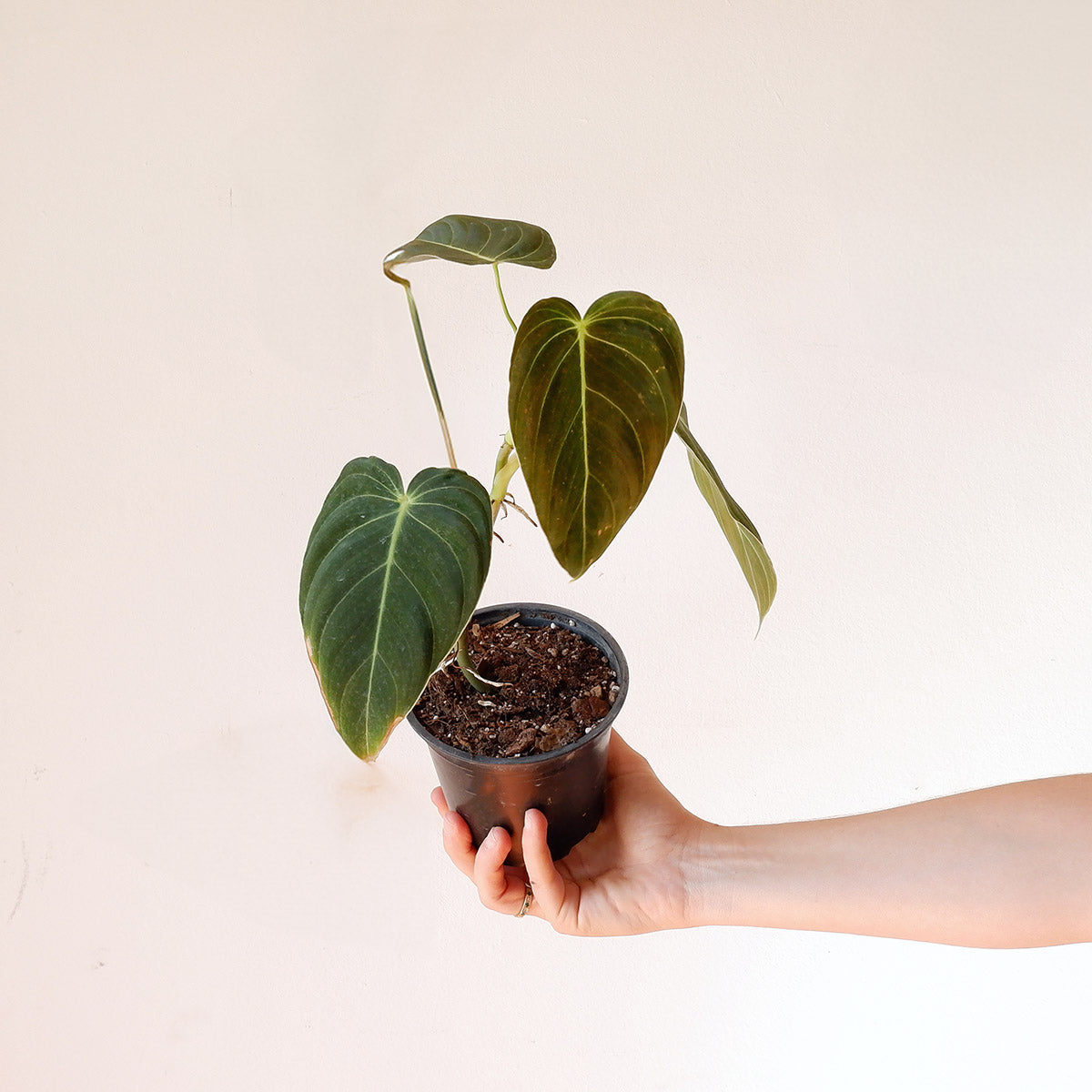 philodendron melanochrysum price Philodendron Melanochrysum