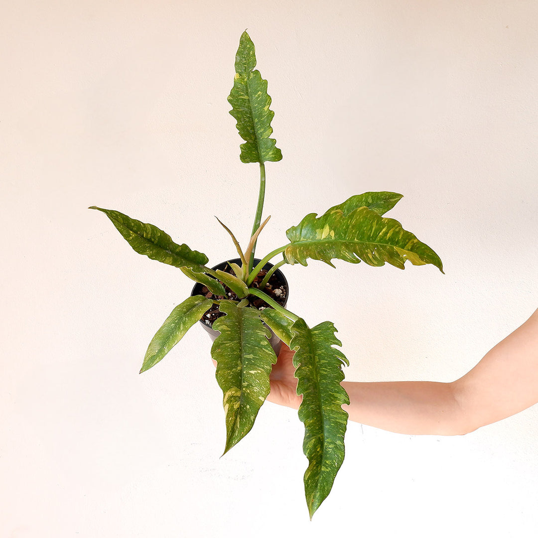 Philodendron - Ring of Fire - Shop Online!