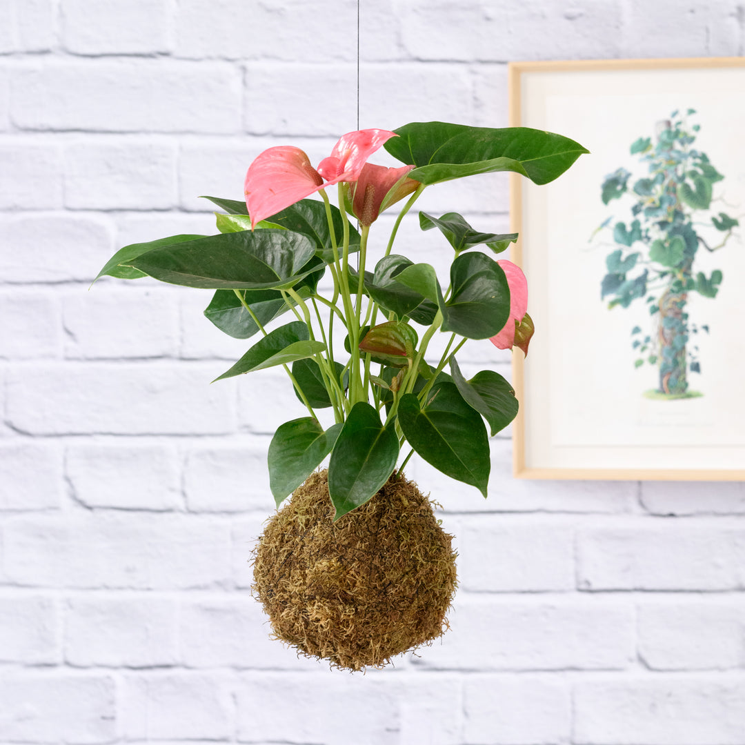 Anthurium Mossball - Pink - Shop Online!