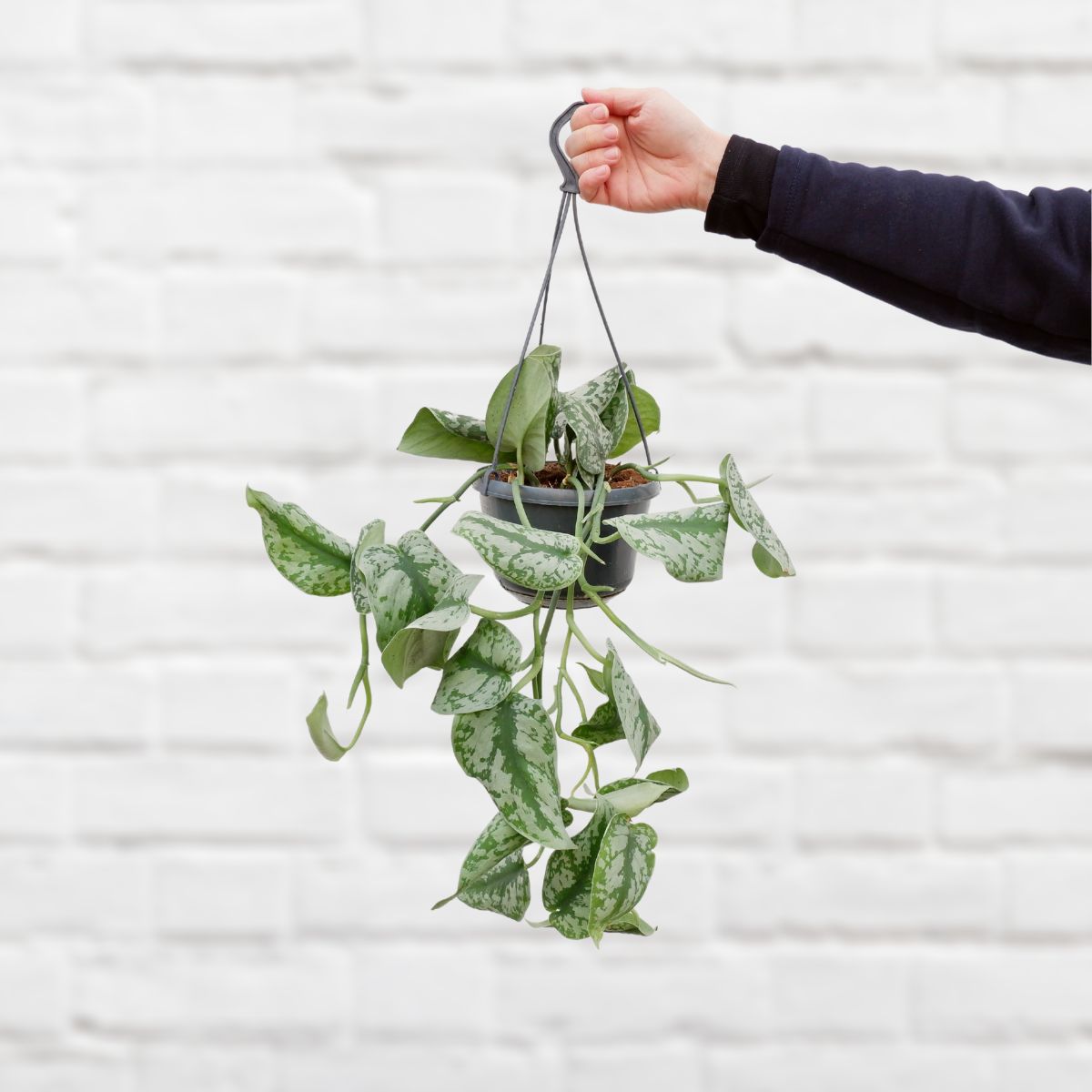 satin pothos trebie Pothos - Trebie