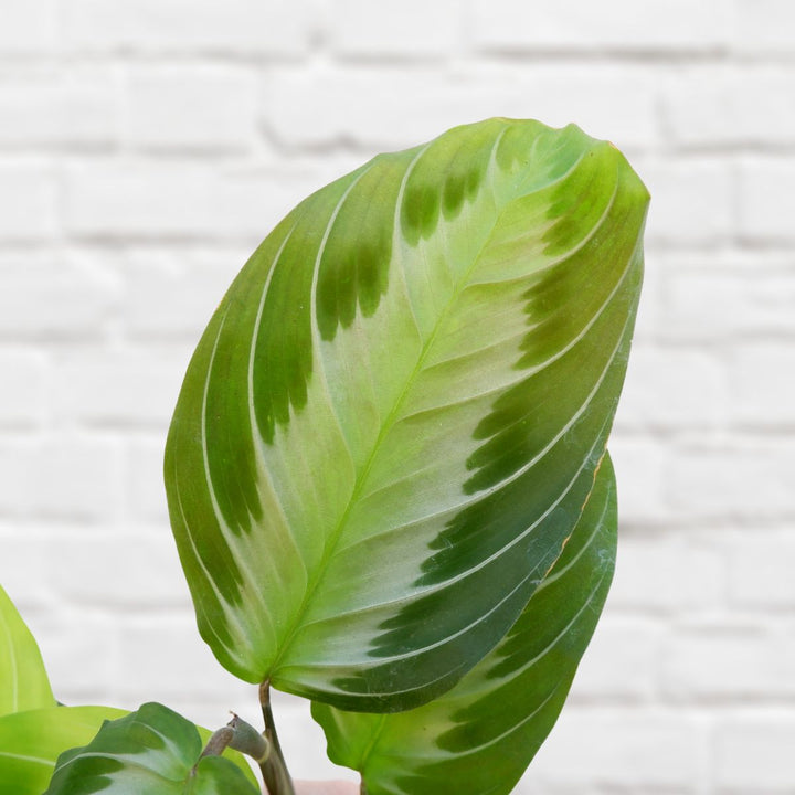 Prayer Plant - Silver Band - Shop Online!