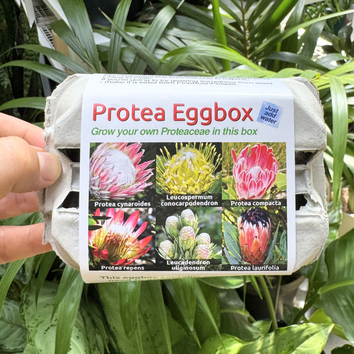 egg2008年12冊セット Protea Seed Kit Eggbox: 6 Indigenous South African Species