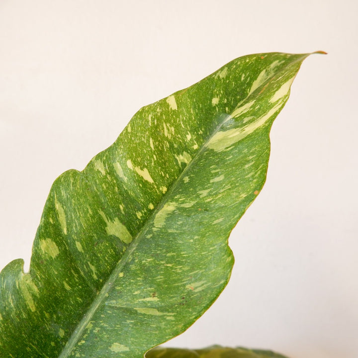 Philodendron - Ring of Fire - Shop Online!