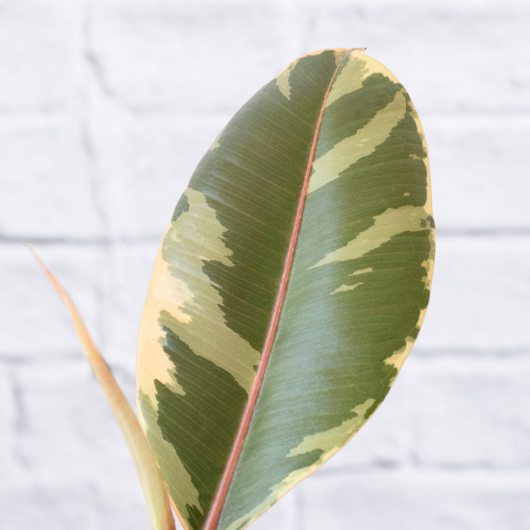 Rubber Tree - Tineke - Medium - Shop Online!