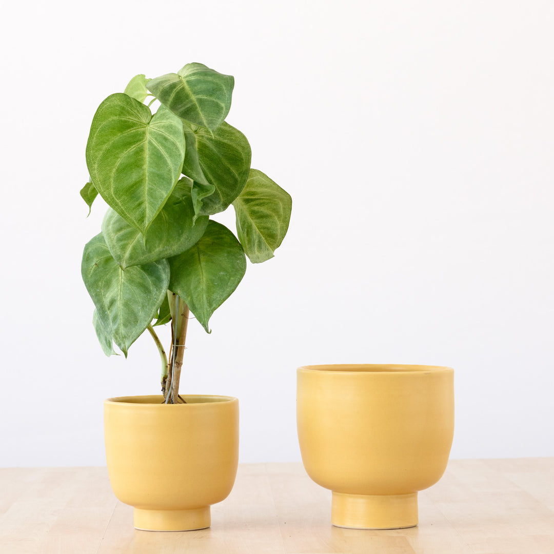 Shing Plinth Planter - Mustard Yellow - Shop Online!
