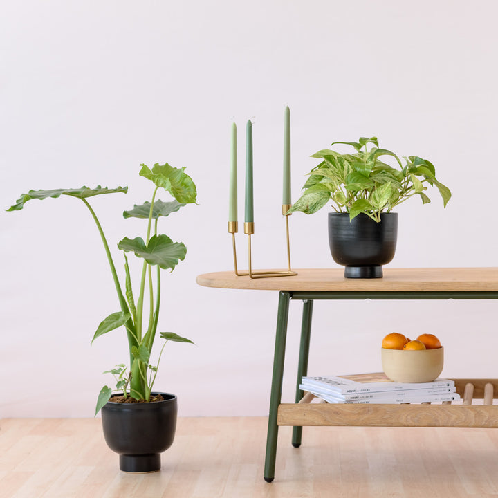 Shing Plinth Planter - Black - Shop Online!