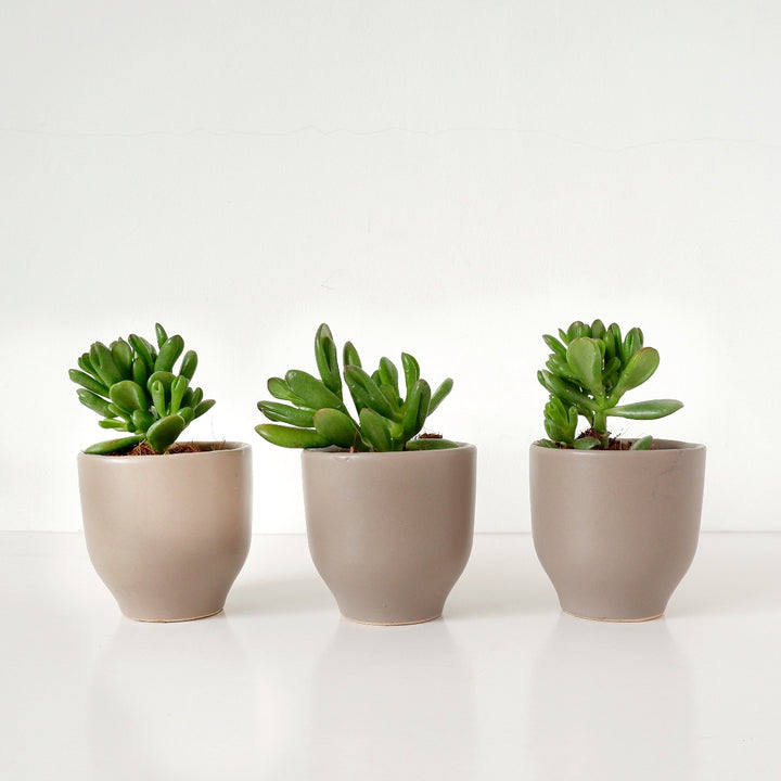 Shrek Ears Plant - Shop Online!