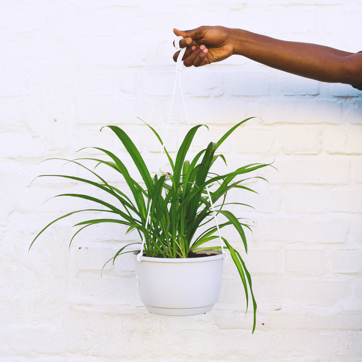 Spider Plant - Shop Online!