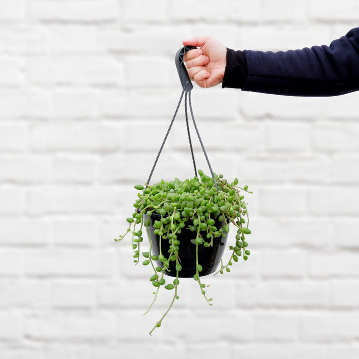 String of Watermelons - Shop Online!