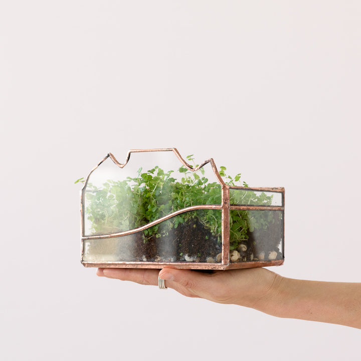 Terrarium - Table Mountain - Shop Online!