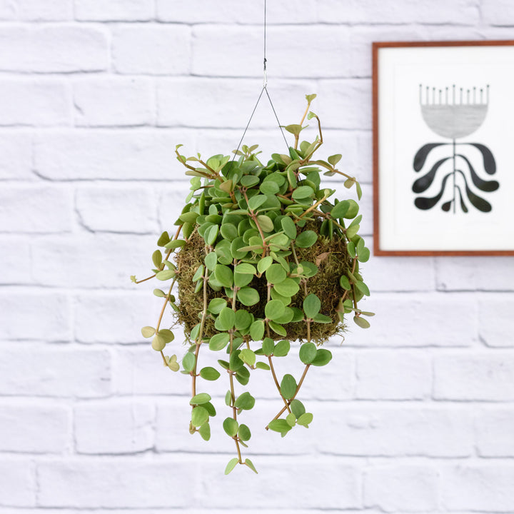 Peperomia Tetraphylla Hope Mossball - Shop Online!