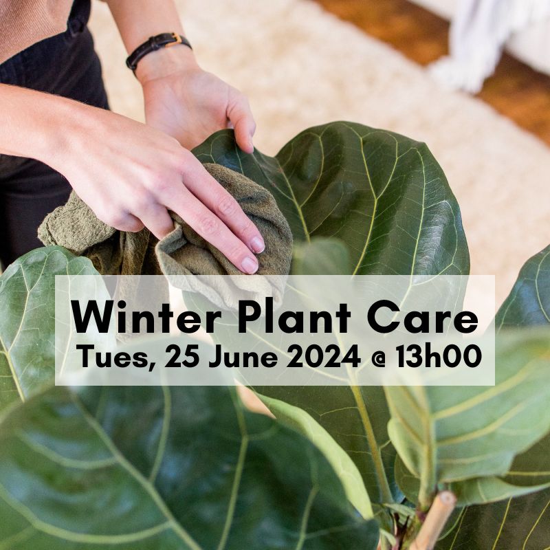 Lunchtime Workshops - Shop Online!