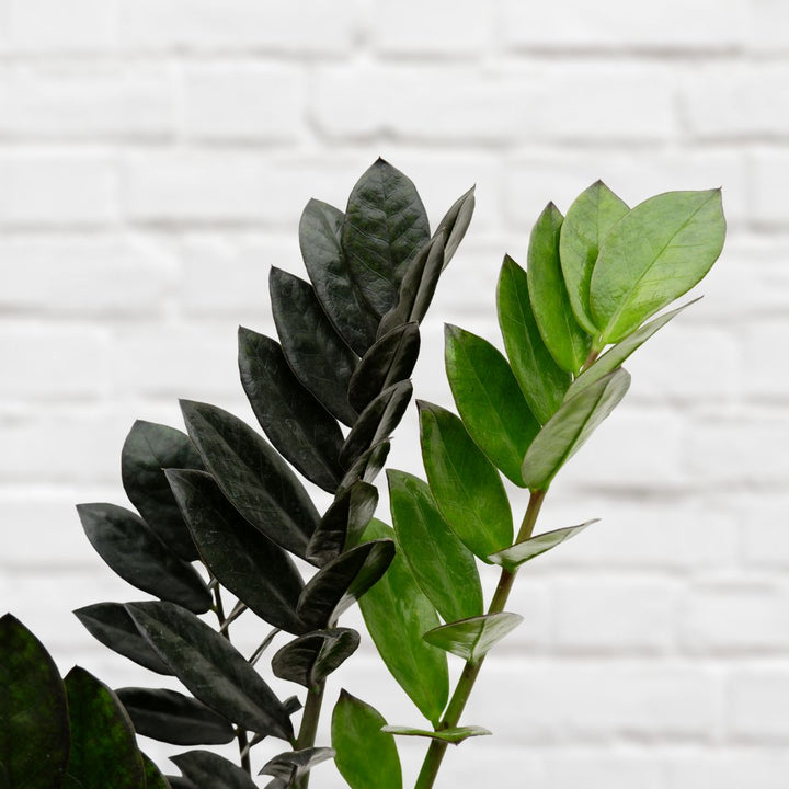 ZZ Plant - Raven - LARGE - Shop Online!