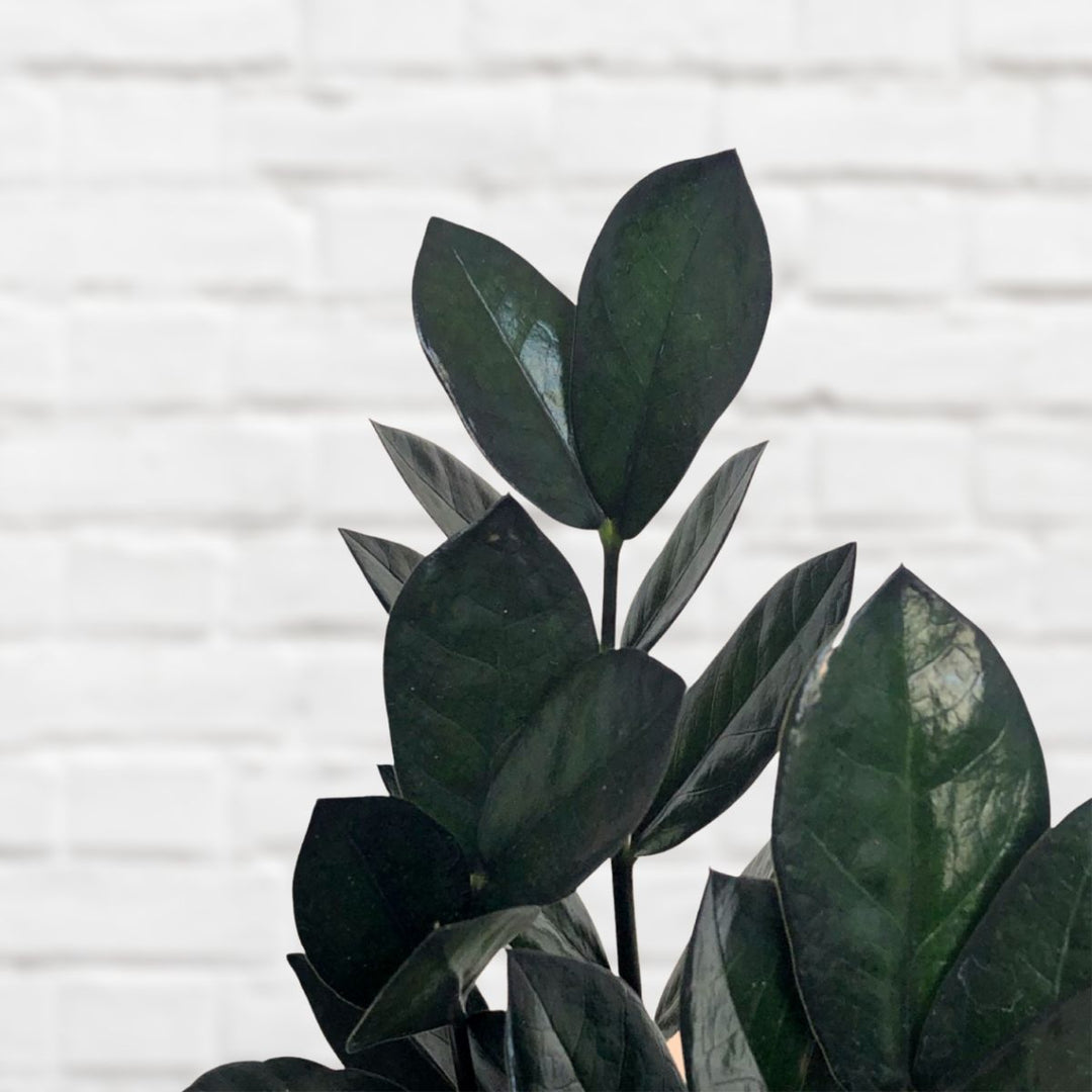 ZZ Plant - Raven - Shop Online!