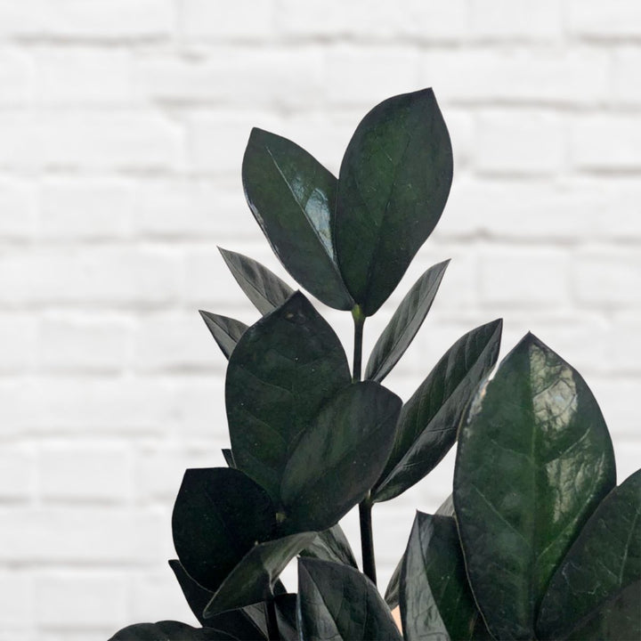 ZZ Plant - Raven - Shop Online!