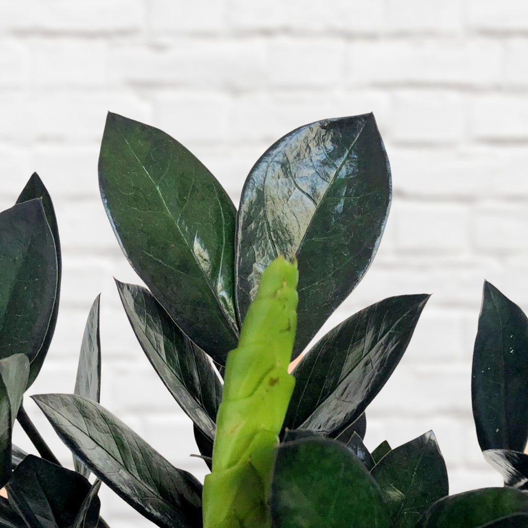 ZZ Plant - Raven - Shop Online!
