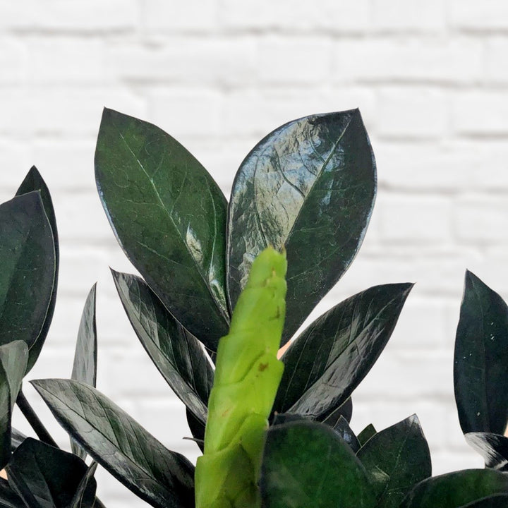 ZZ Plant - Raven - Shop Online!