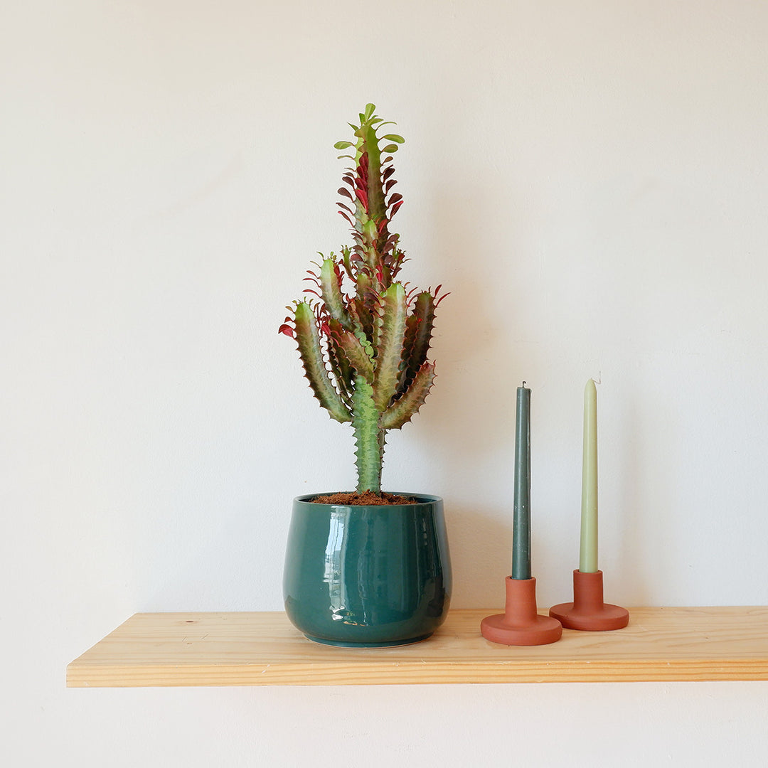 African Milk Tree - Rubra - Shop Online!