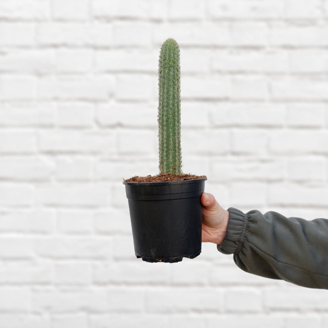 Fence Post Cactus - Shop Online!