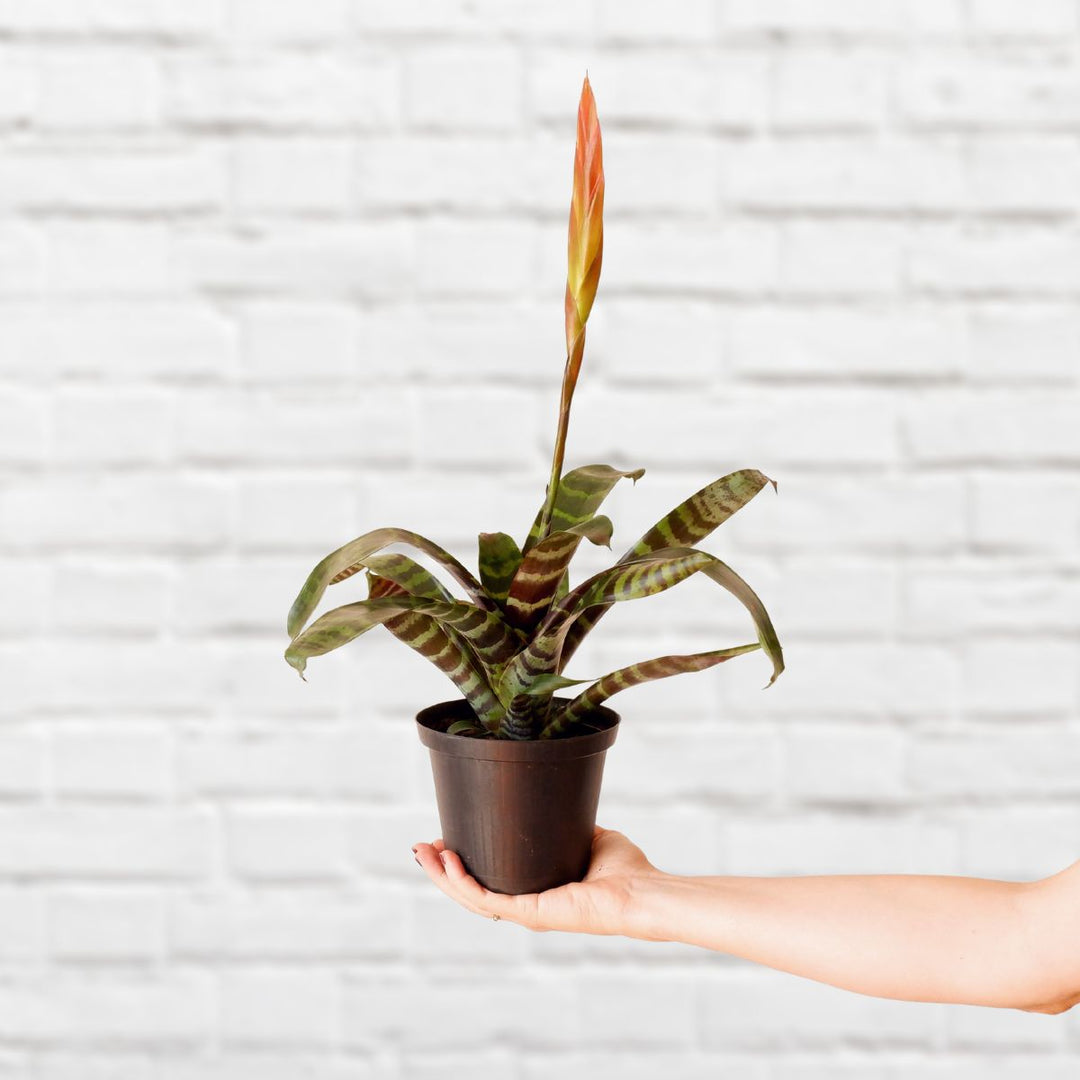 Flaming Sword Plant - Shop Online!