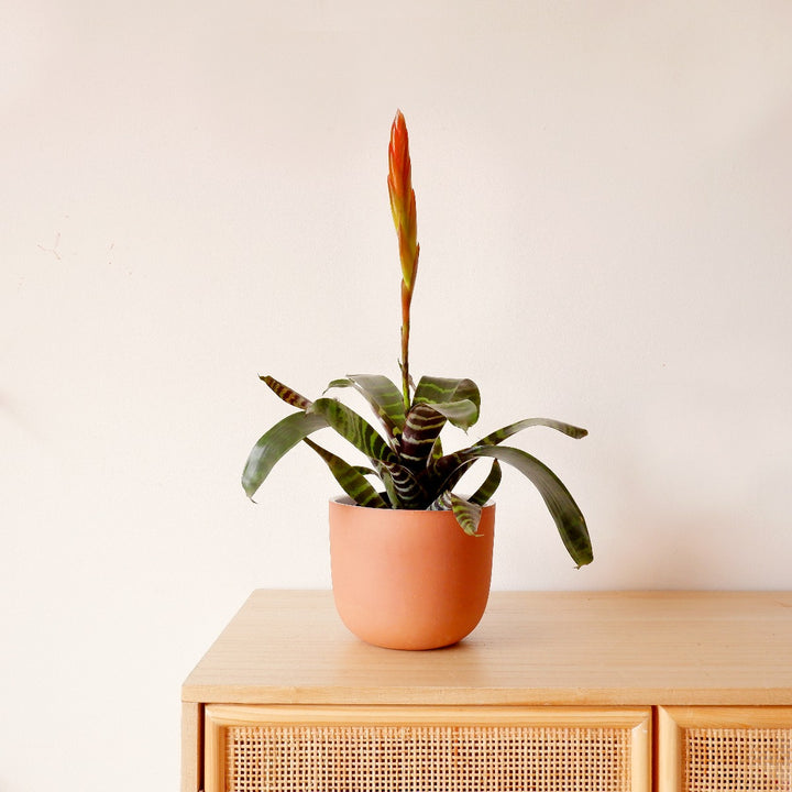 Flaming Sword Plant - Shop Online!