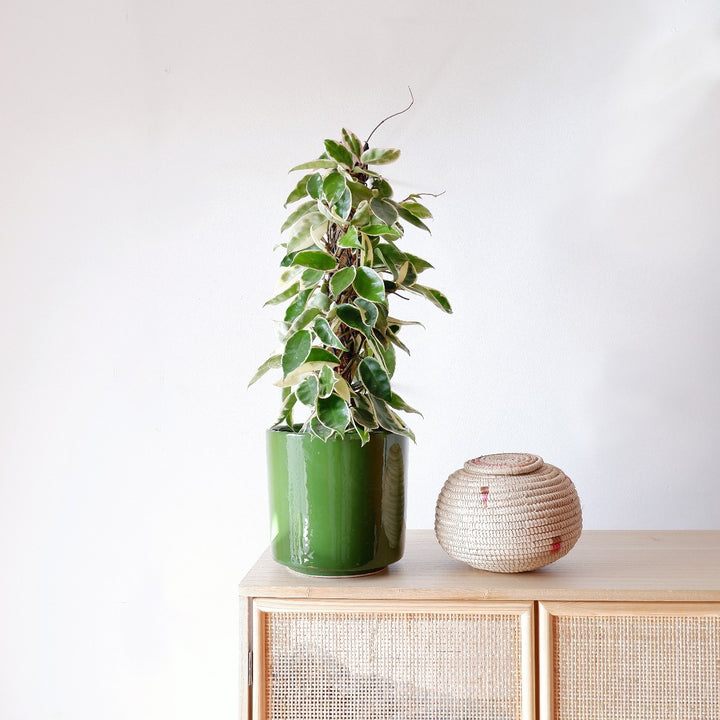 Hoya Krimson Queen - Mosspole - Shop Online!