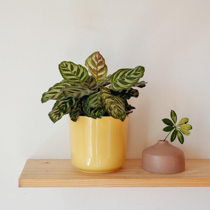 Calathea Makoyana - Shop Online!