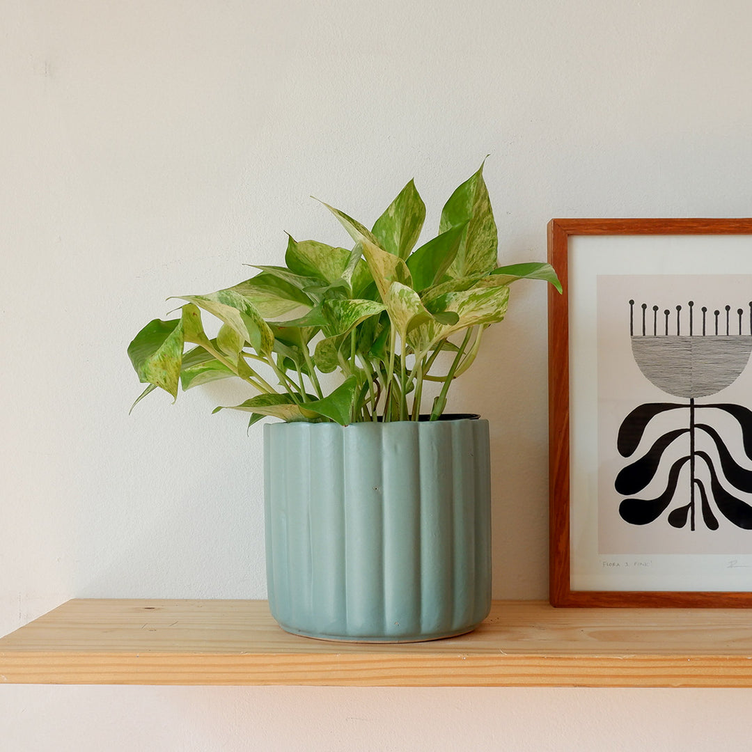 Pothos - Marble Queen - Shop Online!