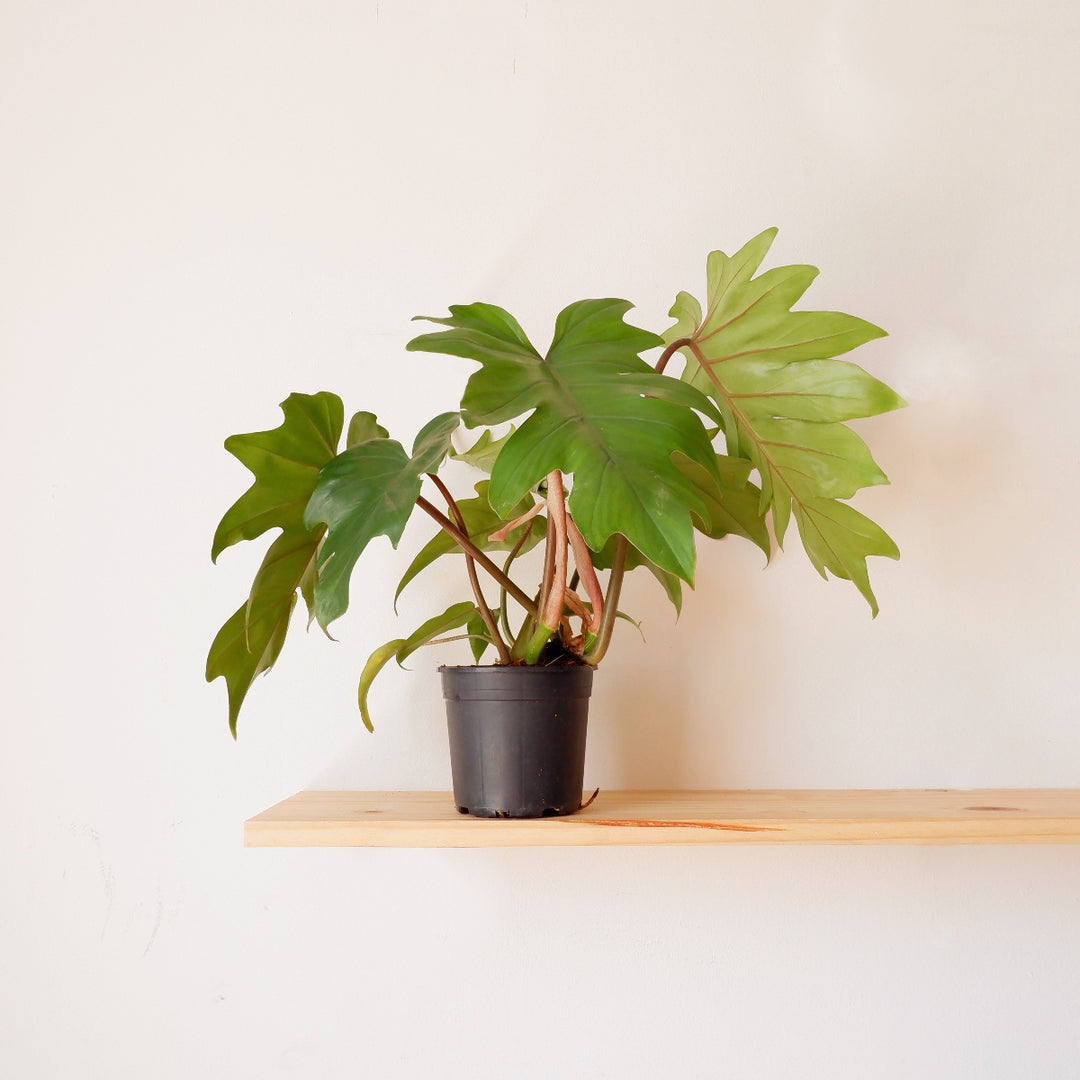 Oakleaf Philodendron - Shop Online!