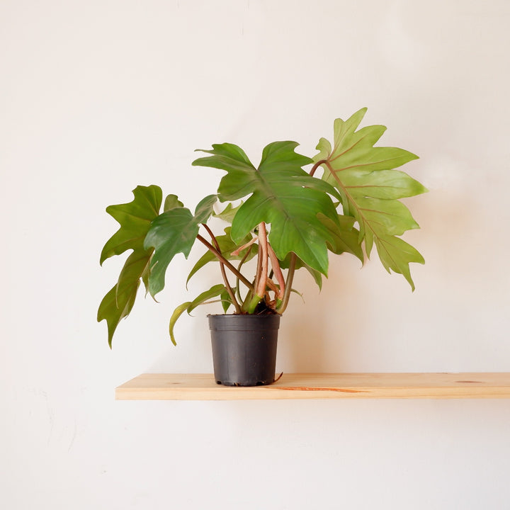 Oakleaf Philodendron - Shop Online!