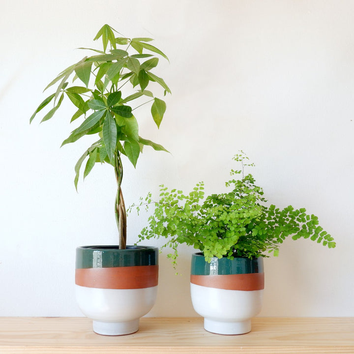 Shing Plinth Planter - Tricolor - Shop Online!