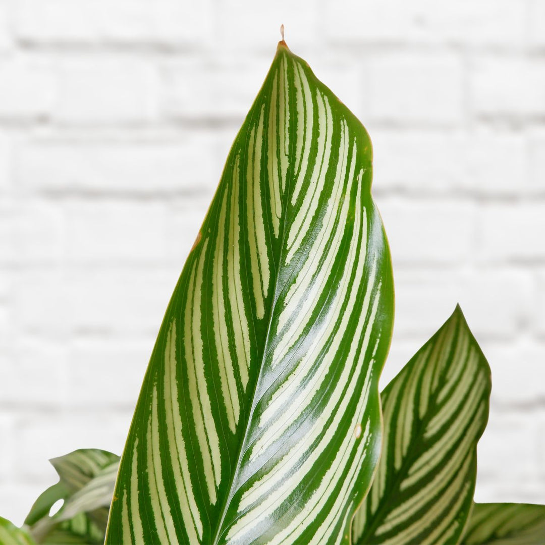 Zebra Calathea - Shop Online!