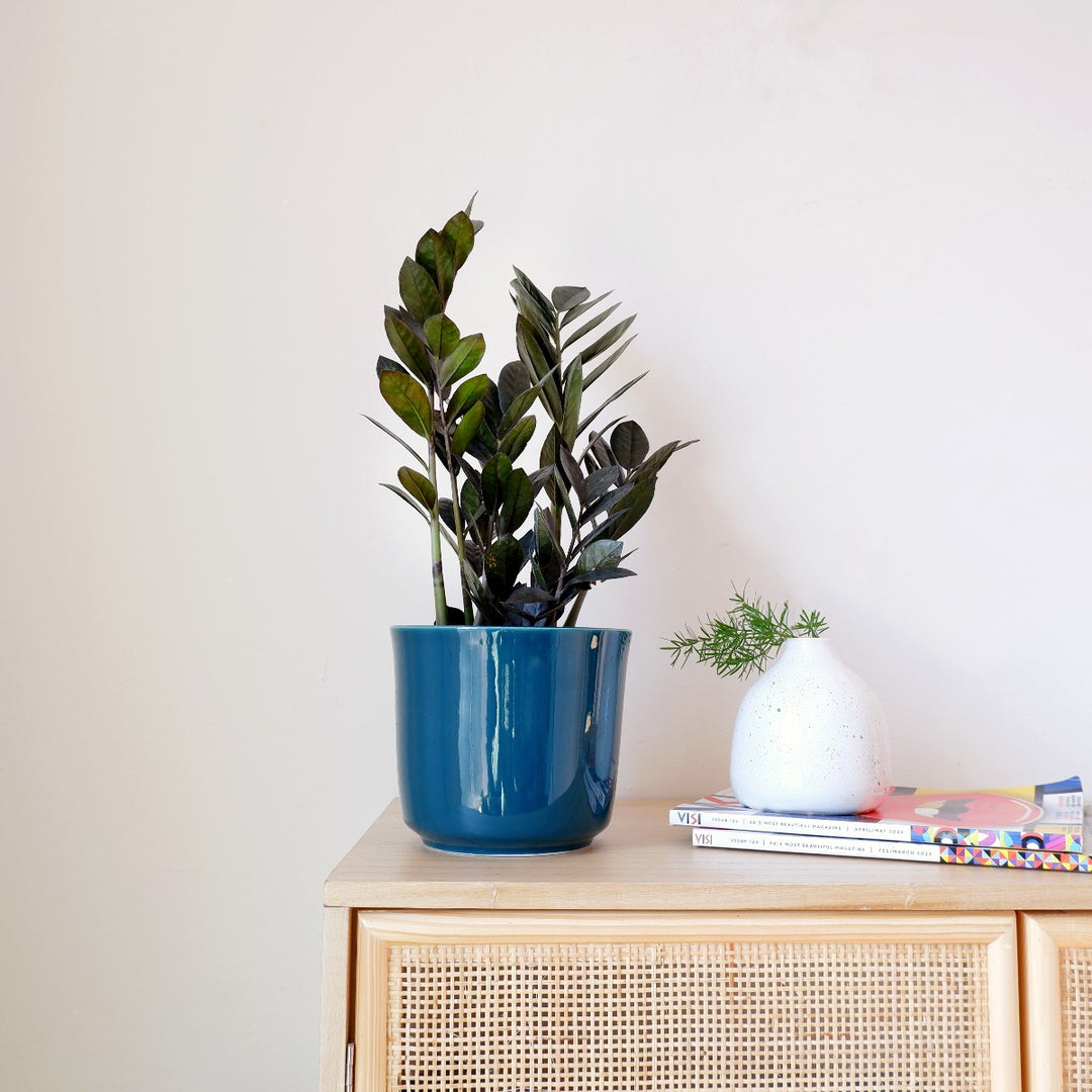 ZZ Plant - Raven - Shop Online!