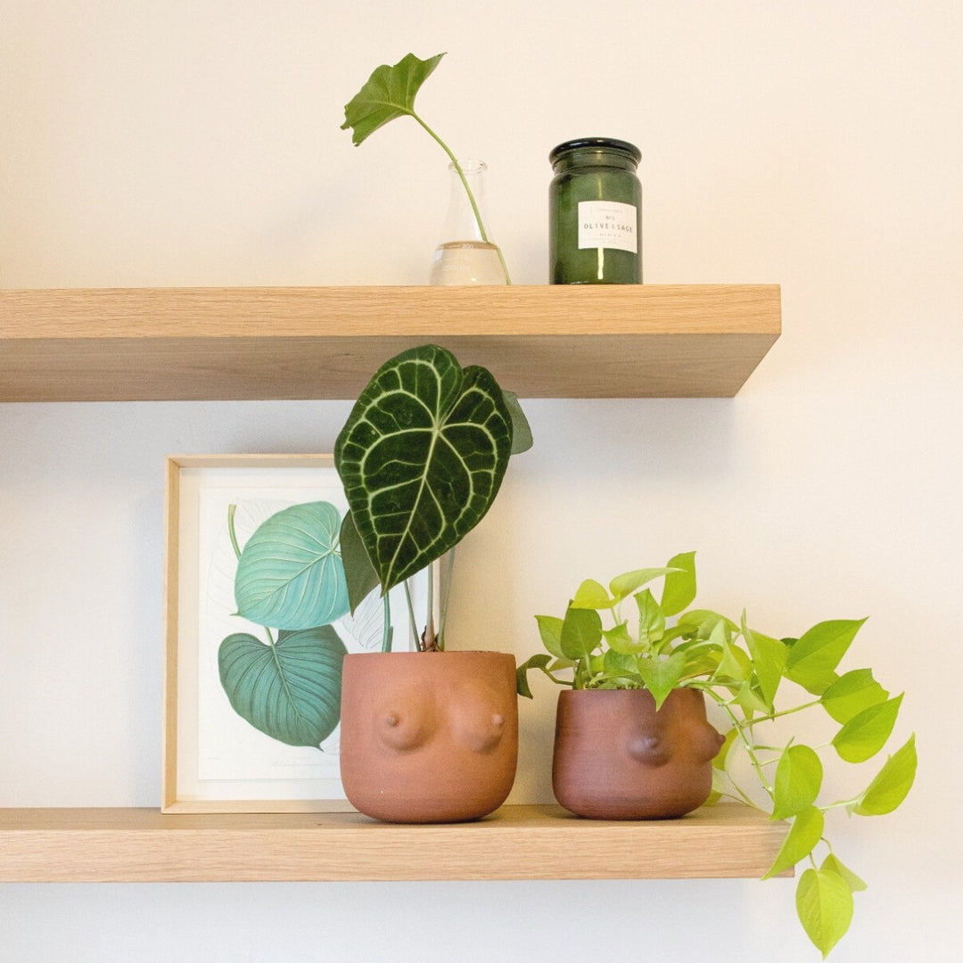 Anthurium Clarinervium - Shop Online!