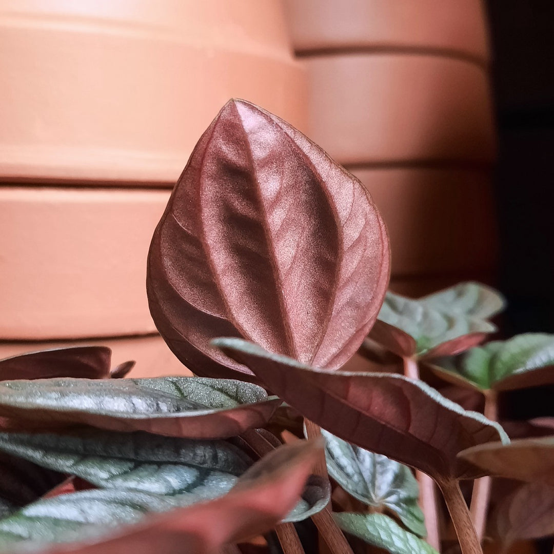 Emerald Ripple Peperomia - Shop Online!