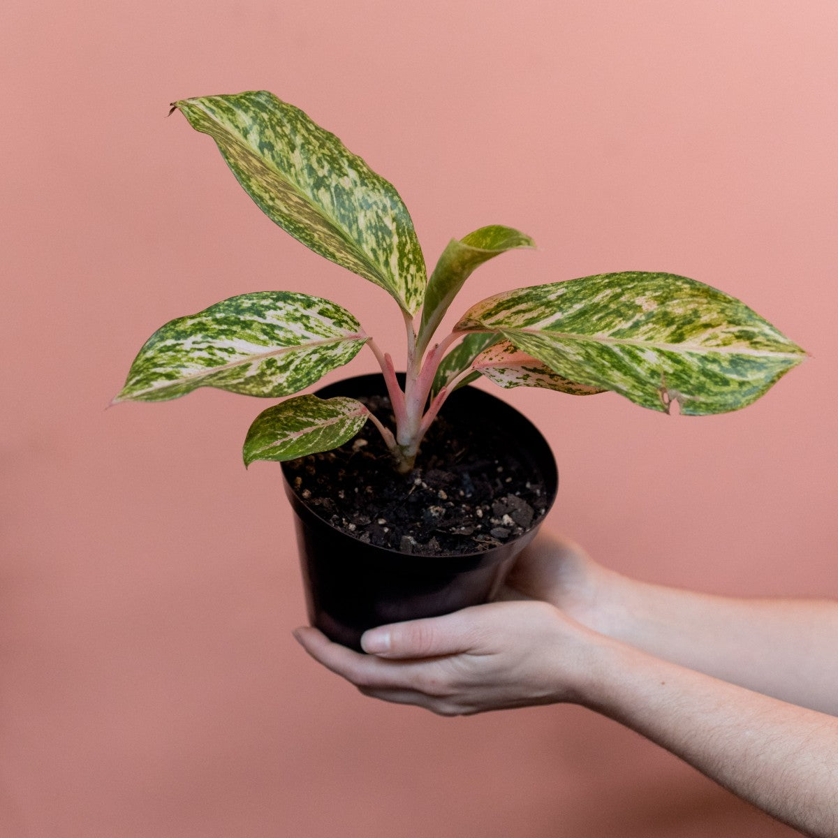 aglaonema widuri 'red peacock' Chinese Evergreen - Pink Peacock