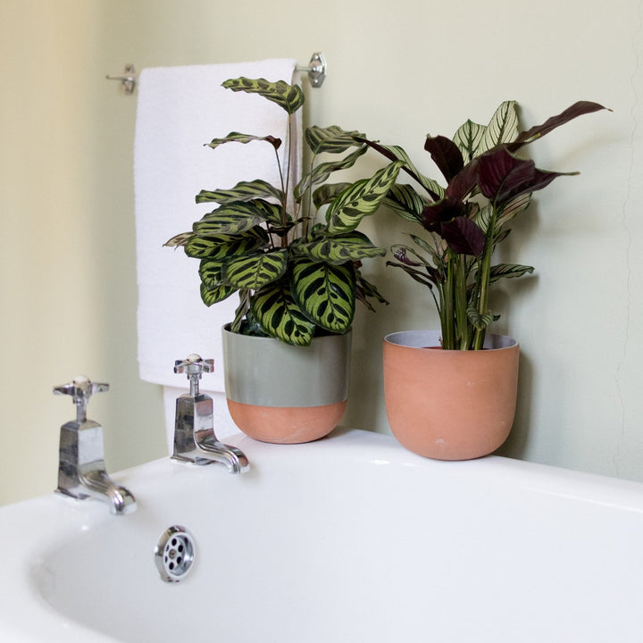 Calathea Makoyana - Shop Online!