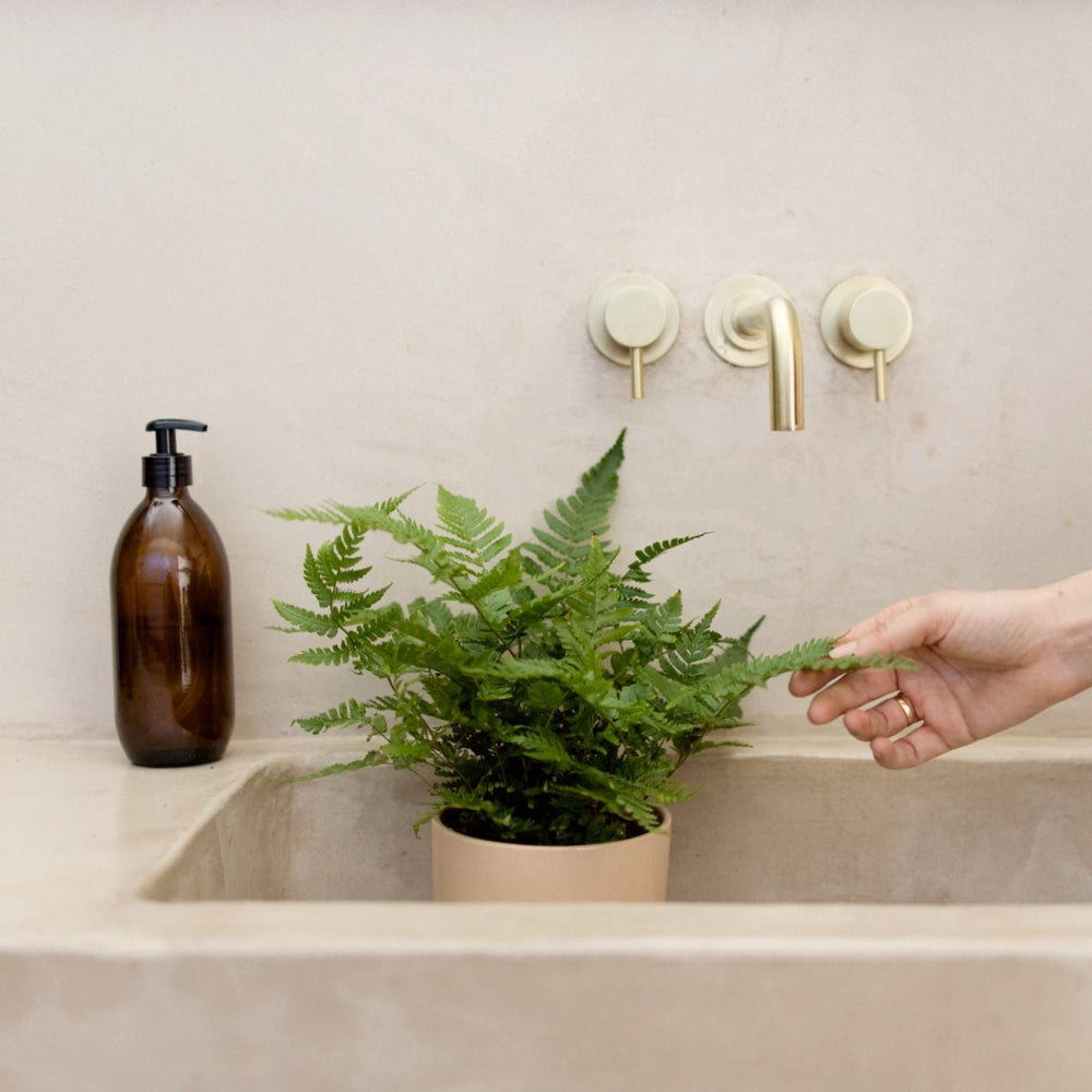 Autumn Fern - Shop Online!