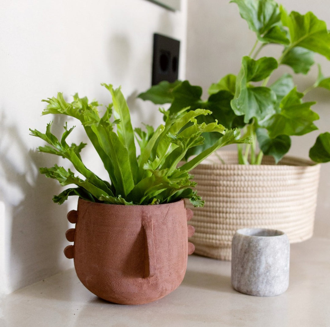 Bird's Nest Fern Crissie - Shop Online!