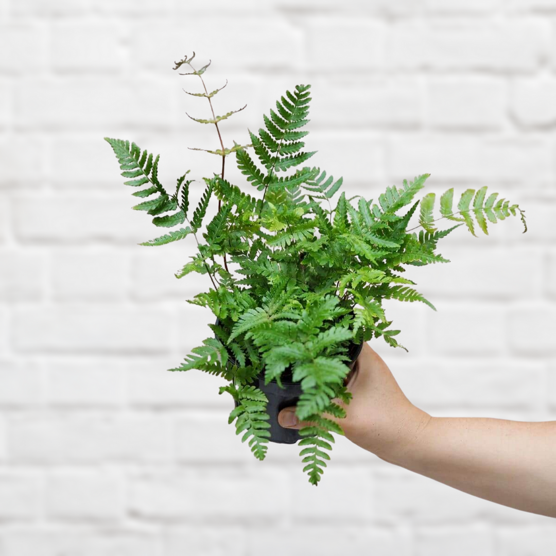 Autumn Fern - Shop Online!