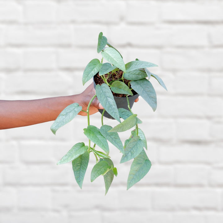 Pothos - Cebu Blue - Shop Online!