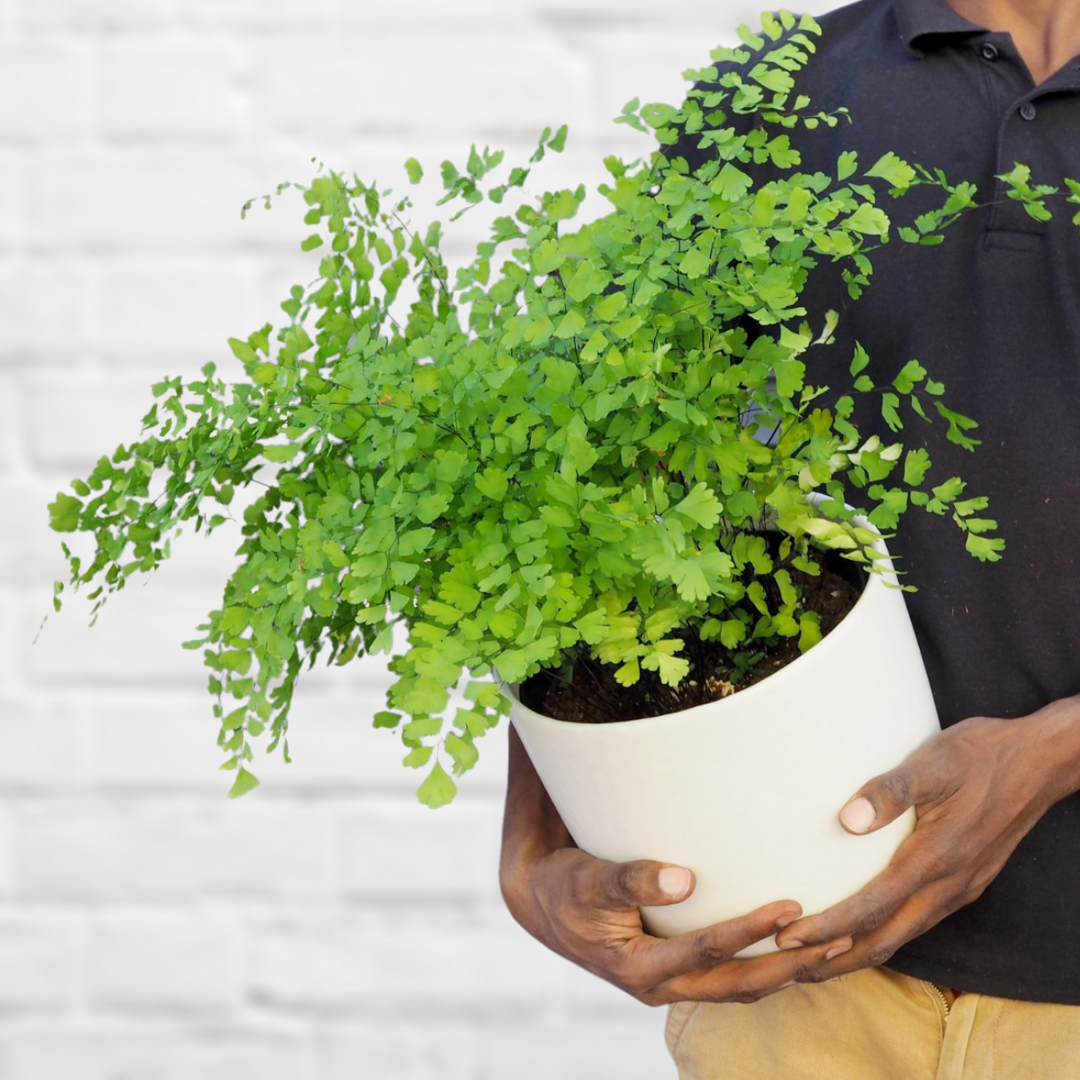 Maidenhair Fern - Shop Online!