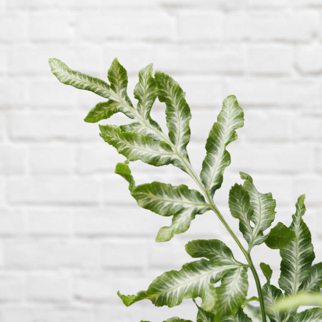 Silver Lace Fern - Shop Online!