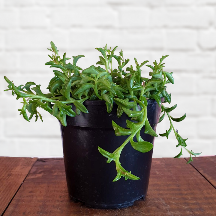 String of Dolphins - Shop Online!