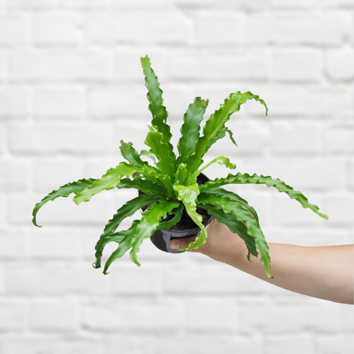 Birds Nest Fern - Antiquum - Shop Online!