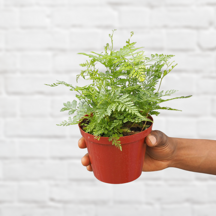 Black Rabbit's Foot Fern - Shop Online!