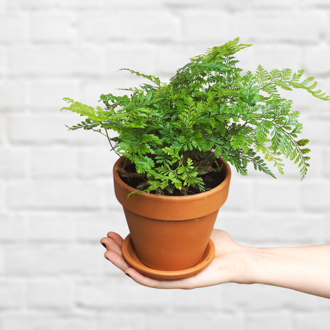 Black Rabbit's Foot Fern - Shop Online!