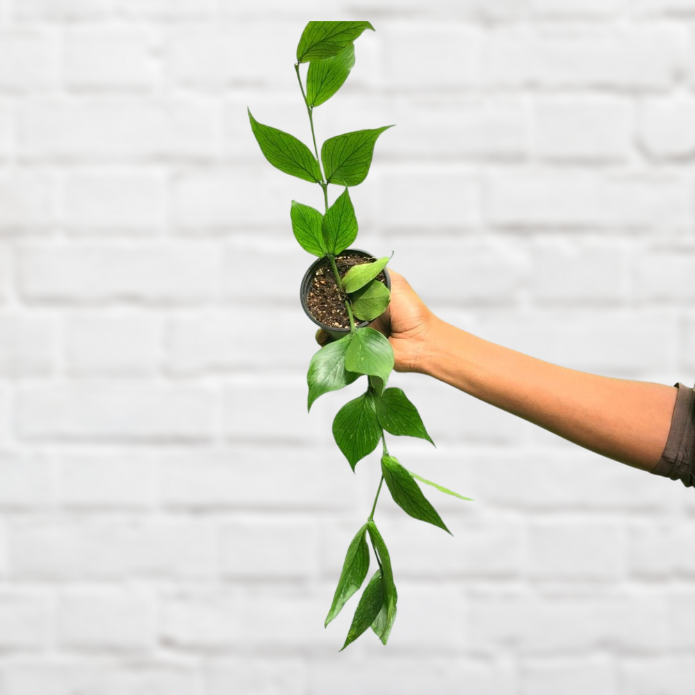 Hoya Fishtail - Shop Online!