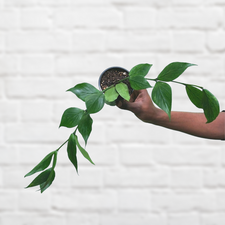 Hoya Fishtail - Shop Online!